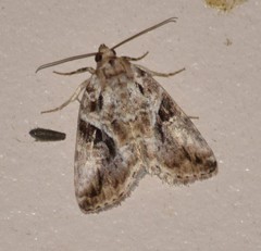 Diastema cnossia