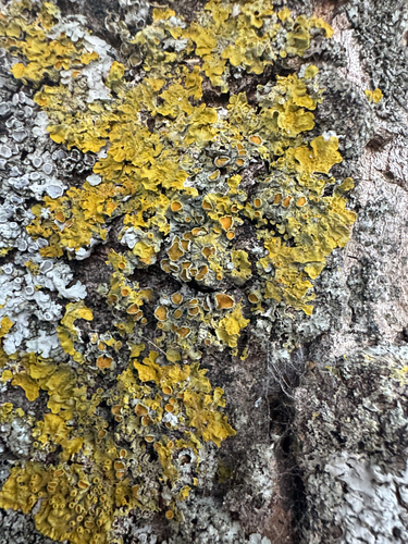 Common Sunburst Lichen