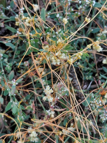 Field Dodder
