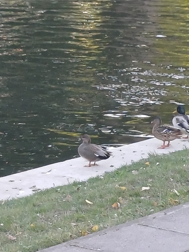 Gadwall