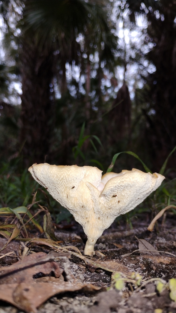 Favolus brasiliensis · September 2026 · photo: Photo: no rights reserved · iNaturalist