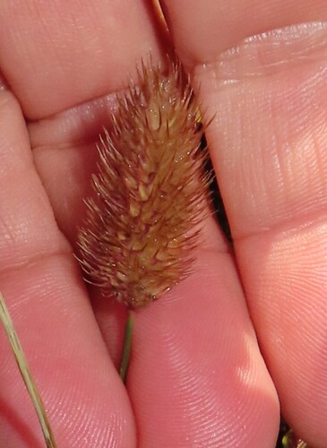Phleum alpinum observed 2026-09-24
