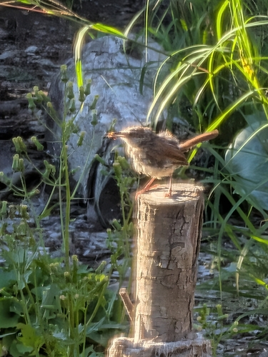 Carolina Wren