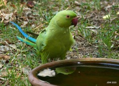 Psittacula krameri