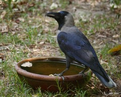 Corvus splendens