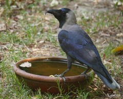 Corvus splendens