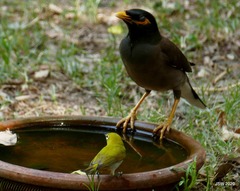 Acridotheres tristis