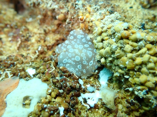 Spotted Berthella