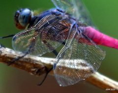Orthetrum pruinosum