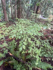 Vaccinium parvifolium
