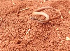 Coniophanes meridanus