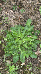 author not stated, no rights reserved Hypochaeris radicata, photograph author not stated, no rights reserved