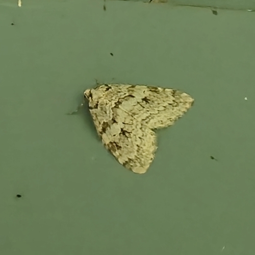 Autumnal Moth