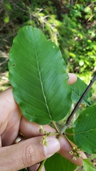 Frangula purshiana purshiana