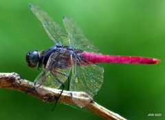 Orthetrum pruinosum