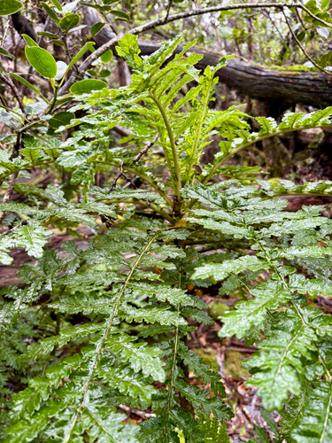 Cyanea shipmanii observed 2026-09-24