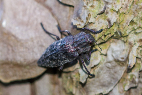 Dicerca moesta