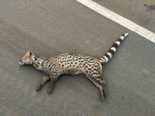 Small Indian Civet
