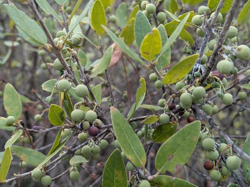 Green Olive Tree