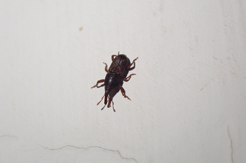 Sitophilus oryzae, 2026-09-25
