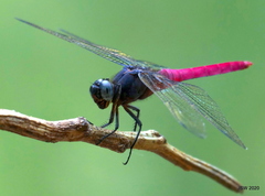 Orthetrum pruinosum