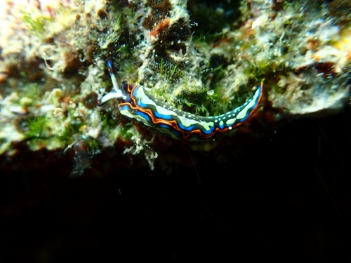 Thuridilla hopei