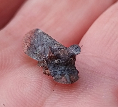 Horned Leafhopper