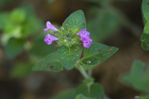 Wild Basil