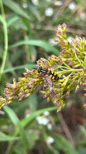 Narrow-headed Marsh Fly