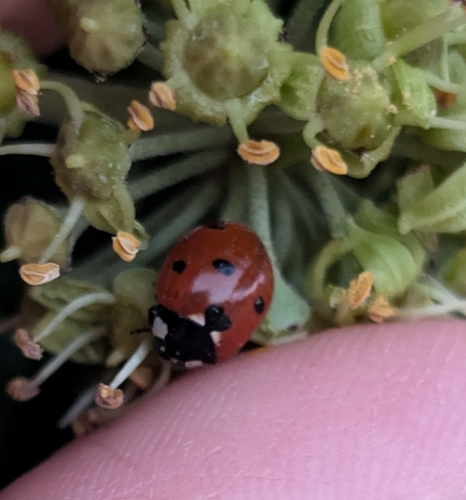 Seven-spotted Lady Beetle