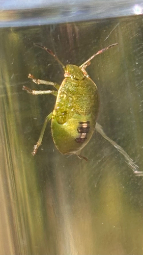 Acrosternum heegeri
