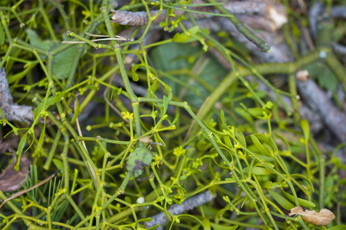 Pine Mistletoe