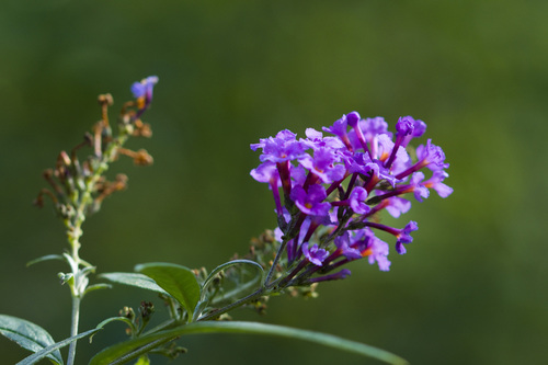 Butterfly bush