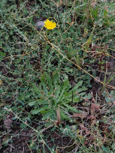 Hairy Hawkbit