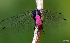 Orthetrum pruinosum