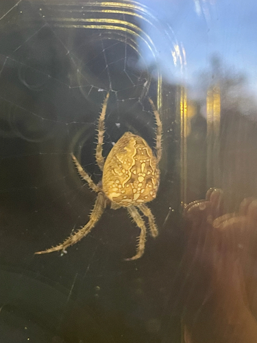 Cross Orbweaver