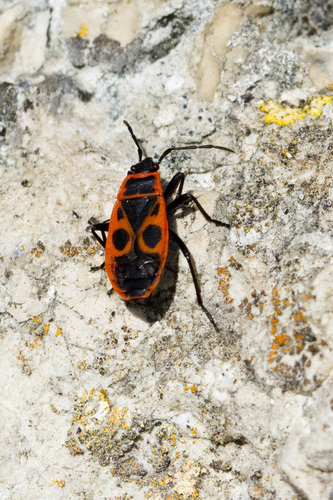European Firebug
