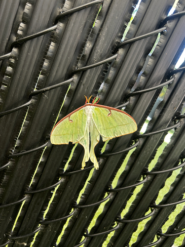 North American Luna Moth