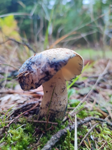 Cornflower Bolete