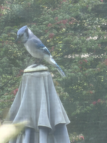 Blue Jay