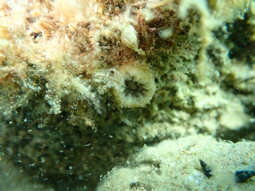 Pig-tooth Coral