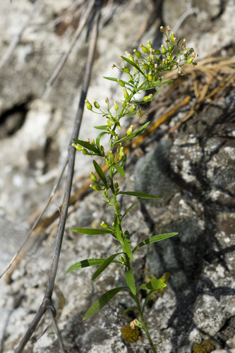 horseweed