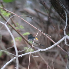 Ficedula