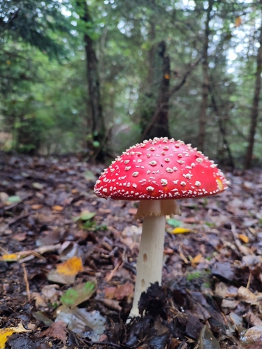 Fly Agaric