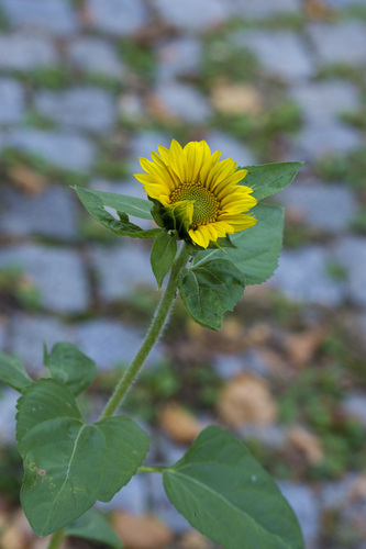 Common Sunflower