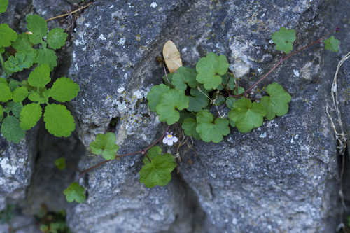 Ivy-leaved toadflax