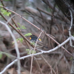 Ficedula