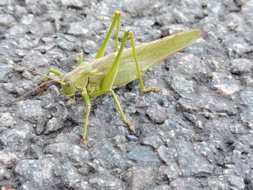 Great Green Bush-cricket