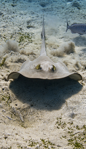 Cowtail Stingray