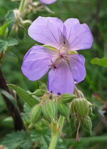 Meadow Crane's-bill